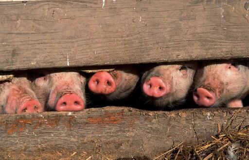 餐厨垃圾 鸿本 (1).jpg